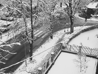 Užas u Sarajevu: Drvo palo na ženu, preminula od povreda